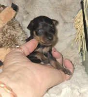 Andy, a male Miniature Pinscher for sale in Norwood, MO – 3 of 4