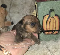 Gus, a male Miniature Pinscher for sale in Norwood, MO – 5 of 6