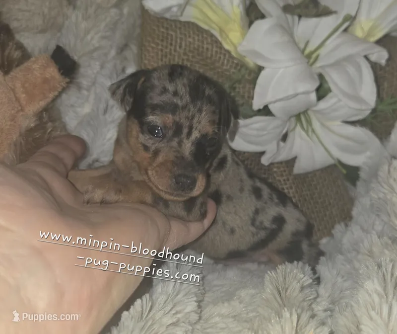 Van – Miniature Pinscher puppy for sale in Norwood, MO