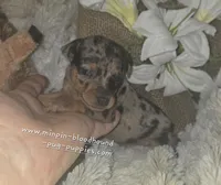 Van, a male Miniature Pinscher for sale in Norwood, MO – Photo 1 of 2