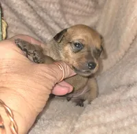 Theo, a male Miniature Pinscher for sale in Norwood, MO – 3 of 6