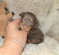 Akc Riker, a male Miniature Pinscher for sale in Norwood, MO – 3 of 6