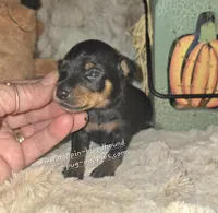 George , a male Miniature Pinscher for sale in Norwood, MO – 3 of 5