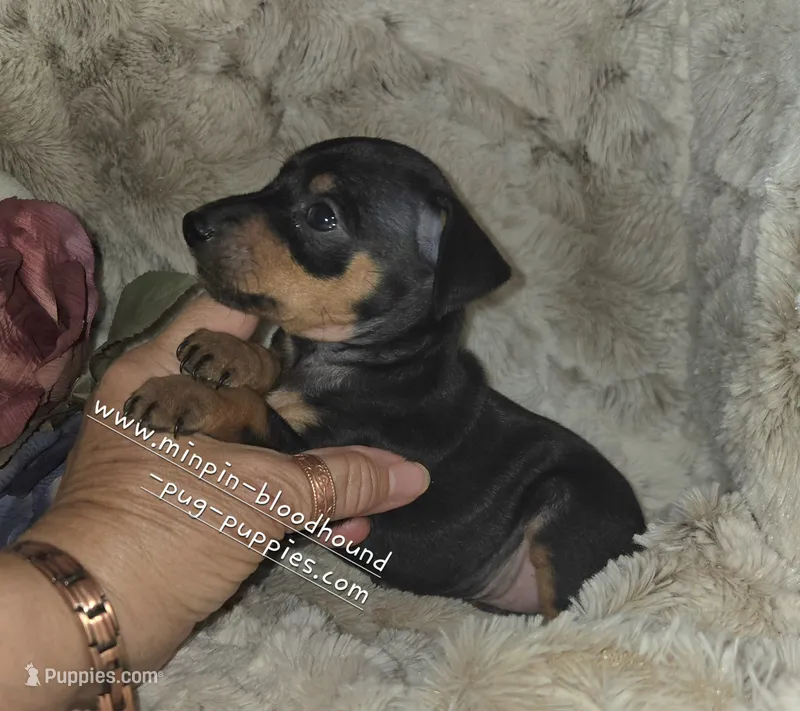 "Mona" black n rust – Miniature Pinscher puppy for sale in Norwood, MO