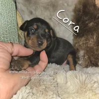 Coral black and tan , a female Miniature Pinscher for sale in Norwood, MO – 1 of 6