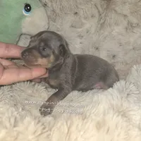 "Miles", blue tan, a male Miniature Pinscher for sale in Norwood, MO – 6 of 7