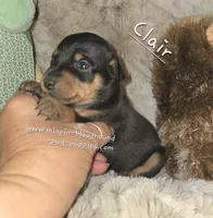 Claire, black tan, a female Miniature Pinscher for sale in Norwood, MO – 4 of 6