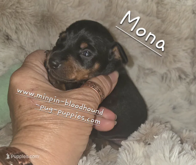 "Mona" black n rust – Miniature Pinscher puppy for sale in Norwood, MO