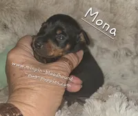 "Mona" black n rust, a female Miniature Pinscher for sale in Norwood, MO – 1 of 5