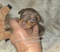 AKC Rider, a male Miniature Pinscher for sale in Norwood, MO – 3 of 6