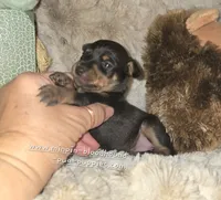 Crispy black and tan , a female Miniature Pinscher for sale in Norwood, MO – 6 of 6