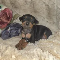 "Mona" black n rust, a female Miniature Pinscher for sale in Norwood, MO – 8 of 10