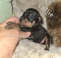 Callie black and tan , a female Miniature Pinscher for sale in Norwood, MO – 3 of 6