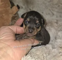 Paxton , a male Miniature Pinscher for sale in Norwood, MO – 5 of 6