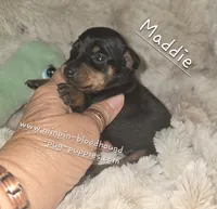 "Maddie" black and rust , a female Miniature Pinscher for sale in Norwood, MO – 1 of 5