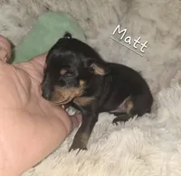 MATT black and rust , a male Miniature Pinscher for sale in Norwood, MO – 5 of 5
