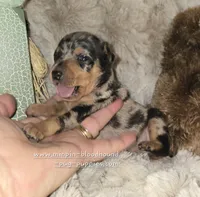 Charlotte black blue merle, a female Miniature Pinscher for sale in Norwood, MO – 2 of 5