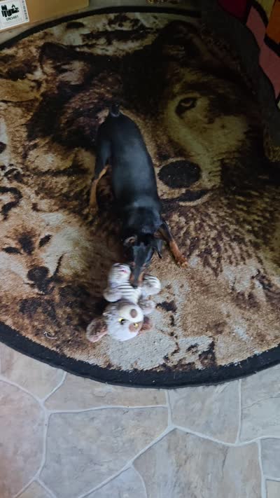 Dugan, a male Miniature Pinscher for sale in Norwood, MO – 8 of 8