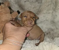 AKC Ruby , a female Miniature Pinscher for sale in Norwood, MO – 3 of 5