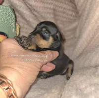 Titus , a male Miniature Pinscher for sale in Norwood, MO – 3 of 6