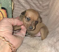 Tina, a female Miniature Pinscher for sale in Norwood, MO – 4 of 5