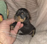 Titus , a male Miniature Pinscher for sale in Norwood, MO – 5 of 6