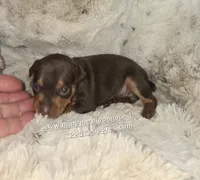 AKC River, a female Miniature Pinscher for sale in Norwood, MO – 5 of 5