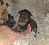 Piper black tan, a female Miniature Pinscher for sale in Norwood, MO – 5 of 5