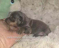 "Miles", blue tan, a male Miniature Pinscher for sale in Norwood, MO – 7 of 7