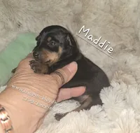 "Maddie" black and rust , a female Miniature Pinscher for sale in Norwood, MO – 4 of 5