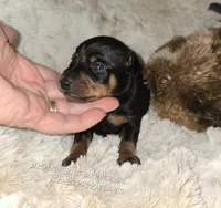 AKC Cosmo, a male Miniature Pinscher for sale in Norwood, MO – 3 of 5