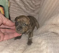 Tessa, a female Miniature Pinscher for sale in Norwood, MO – 2 of 6
