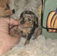 Atlas, a male Miniature Pinscher for sale in Norwood, MO – 2 of 5