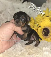 Dafne black tan brindle, a female Miniature Pinscher for sale in Norwood, MO – Photo 5 of 10