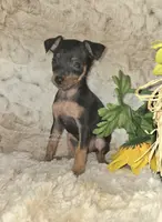 Dafne black tan brindle, a female Miniature Pinscher for sale in Norwood, MO – Photo 9 of 10