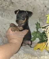 Dafne black tan brindle, a female Miniature Pinscher for sale in Norwood, MO – Photo 10 of 10