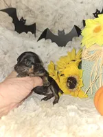 Dafne black tan brindle, a female Miniature Pinscher for sale in Norwood, MO – Photo 6 of 10