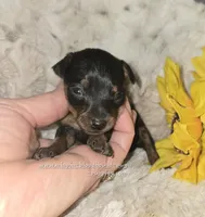 Dafne black tan brindle, a female Miniature Pinscher for sale in Norwood, MO – Photo 4 of 10