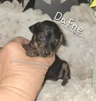 Dafne black tan brindle, a female Miniature Pinscher for sale in Norwood, MO – Photo 2 of 10