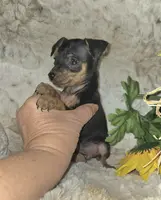 Dafne black tan brindle, a female Miniature Pinscher for sale in Norwood, MO – Photo 8 of 10