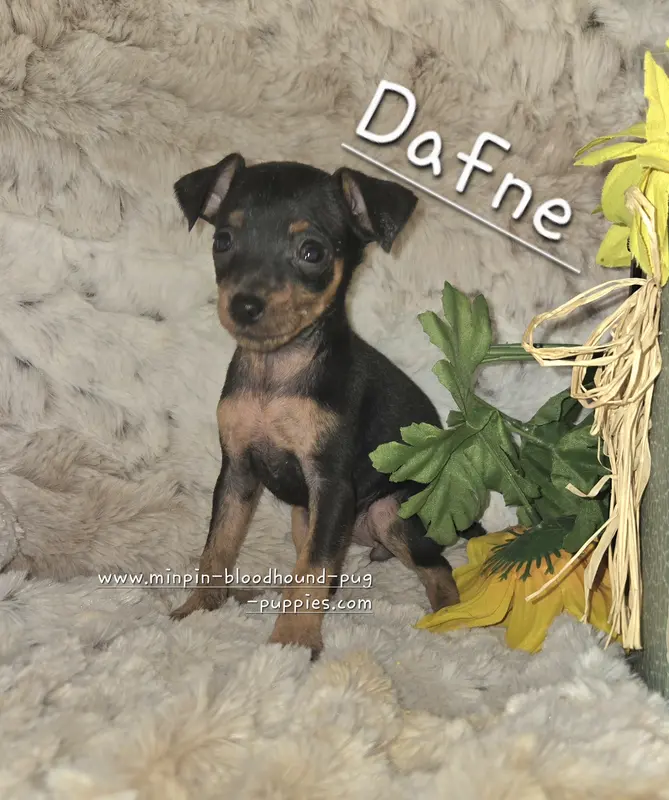 Dafne black tan brindle