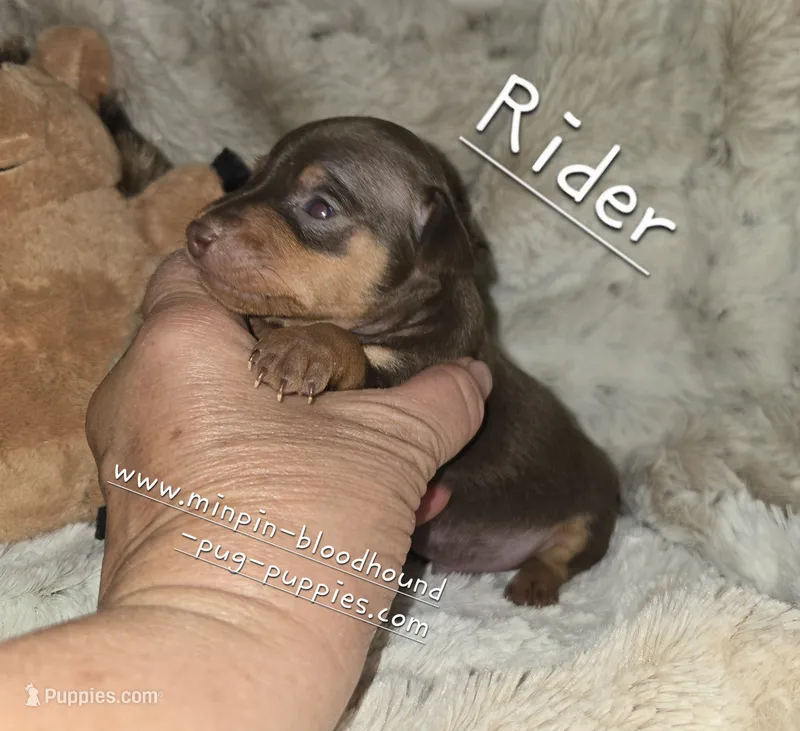 AKC Rider – Miniature Pinscher puppy for sale in Norwood, MO