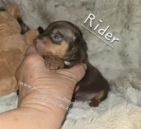 AKC Rider, a male Miniature Pinscher for sale in Norwood, MO – 1 of 6