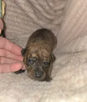 Tessa, a female Miniature Pinscher for sale in Norwood, MO – 4 of 6
