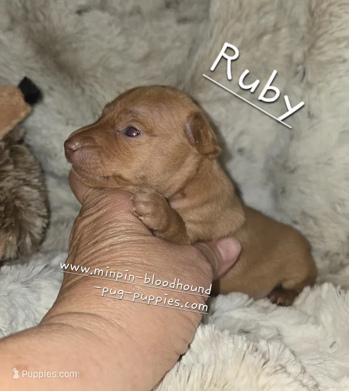 AKC Ruby  – Miniature Pinscher puppy for sale in Norwood, MO