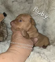 AKC Ruby , a female Miniature Pinscher for sale in Norwood, MO – 1 of 5