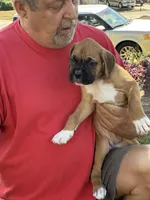 Razzle, a female Boxer for sale in Fort Myers, FL – Photo 2 of 4