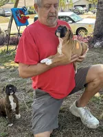 Razzle, a female Boxer for sale in Fort Myers, FL – Photo 1 of 4