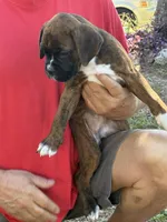 Dazzle , a female Boxer for sale in Fort Myers, FL – Photo 2 of 4