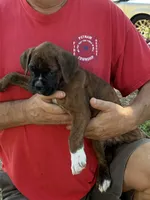 Dazzle , a female Boxer for sale in Fort Myers, FL – Photo 1 of 4